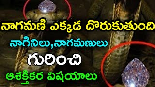 Unknown Facts About Nagamani | About Nagamani In Telugu | Nagamani In Telugu | Telugu Small Tv