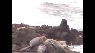 Harbor Seals - just south of Half Moon Bay, California