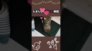 全力で「おかえり♡」してくれるフェレット【ferret】【#shorts】