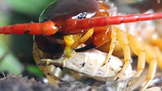 Feeding a Scolopendra dehaani