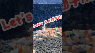 エビ団子を作ってみよう！ #アクアテイラーズ #アクアリウム #熱帯魚 #tropicalfish #えさ #えさやり #エビ   #チェリーシュリンプ