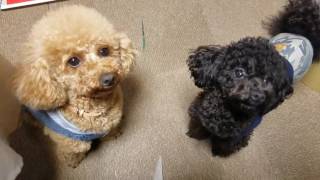 水元公園で遊ぶ！【toy poodle NANA】