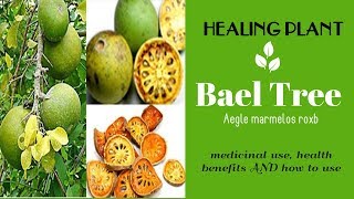 HEALING PLANT: Bael Tree (Aegle marmelos roxb) medicinal use, health benefits and how to use