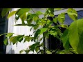 Potting up my English Walnut Tree which we grew from a little nut 4-5 years ago