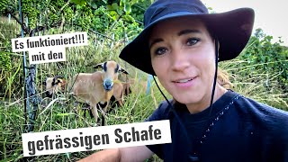 Es funktioniert mit den gefrässigen Schafe!!!  | mit Herzblut zum Wein Vlog #366