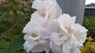 一日花【スイフヨウ🌼酔芙蓉】Mizufurong, Confederate rose『別名、モクフヨウ：Hibiscus mutabilis』