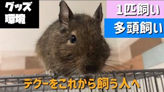 【デグーを飼いたい人へ】グッズや環境