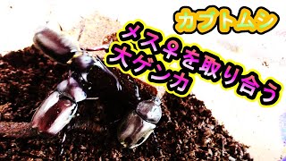 カブトムシのメス♀の奪い合い！どのオス♂がふさわしいか！！