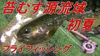 『苔むす初夏に源流域でフライフィッシング』風まかせ渓流釣行 多摩源流170715