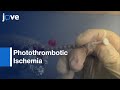 Photothrombotic Ischemia: Photochemical Cortical Lesion | Protocol Preview