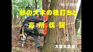 杉の大木の枝打ちと高所伐採:大源太農園20140612