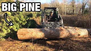 Cutting BIG PINE TREES For The SAWMILL