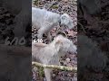 lurcher jumping training lola the pro and missy learning the ropes. bedlington whippets.