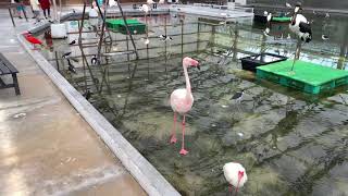 2019.05.27 掛川花鳥園、水鳥エリアの雰囲気。フラミンゴ、大きい（4K 60fps）