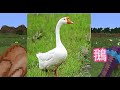 【minecraft｜原味生存 70】│有她就很吵│原來凋零這麼簡單│