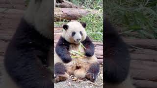 谭爷爷都说花花确实好看~ #panda #huahua #cuteanimals #shorts