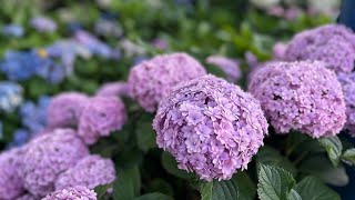 船橋登美子《雨の日の紫陽花》 ピアノ連弾