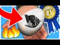 LAST SNAKE EGG EGG WE HIT THE WORLDS FIRST!! | BRIAN BARCZYK