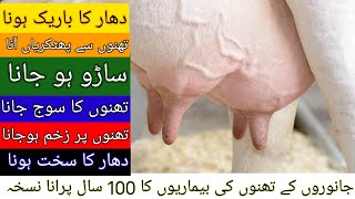 گاۓ اور بھینس کے حوانے اور تھنوں کے تمام مسائل کا حل | Mastitis Treatment | saru ka desi ilaj