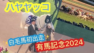 有馬記念2024 ハヤヤッコ　白毛初参戦✨元気はつらつヤッコさん