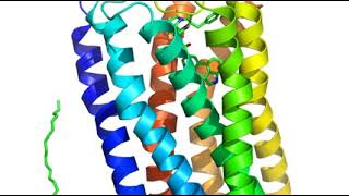 5-HT2B receptor | Wikipedia audio article