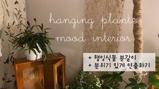 [식물 분갈이] 너무 쉬운 행잉 식물 분갈이 방법🌿 | 흰색 슬릿분 + 마크라메 + 행잉플랜트 분위기 좋은 식물 인테리어 | 호야 웨이티 | 호야 루카르데시아나