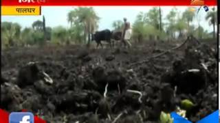 Palghar: Farmers Happy As Rain Arrives On Time 15th June 2015