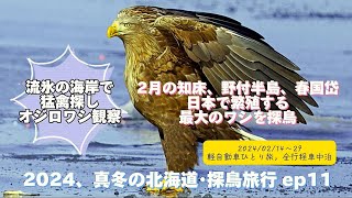 2024 真冬の北海道・探鳥旅行 ep11 『流氷の海でオジロワシ観察』編