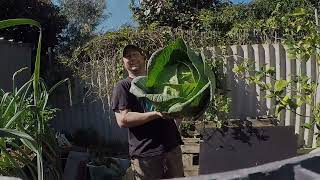 Hydroponic Giant Cabbage  16.4kg (36lb)