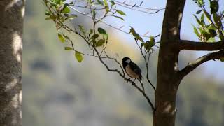 「わんこひろば」（広島県緑化センター）にシジュウカラ～野鳥観察　3305