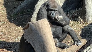 モモコお母さんと一緒に食べるモモカちゃん【2023年1月7日】【上野動物園】ゴリラ