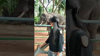 SAKREBAILU | ELEPHANT CAMP | SHIVAMOGGA