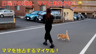 日曜日の朝はママとお散歩！ママを独り占めして三毛猫ミャオと一緒にお散歩をしなかったマイケルに、姉さん猫が、説教\u0026一撃を！