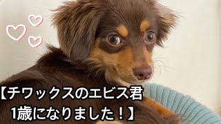 【チワックス大好きアラフォーパパ】愛犬チワックスが1歳に！おめでとう！