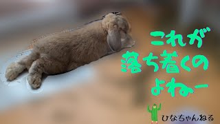 大惨事がおきてました！今日のひなた No.17【うさぎ】【フレンチロップ】