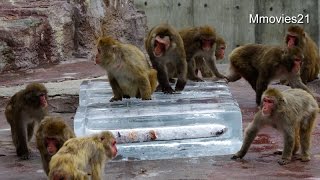 ニホンザルたちに氷のプレゼント~Japanese macaque