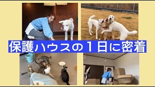 【仕事内容】猫担当の１日の仕事内容を公開します