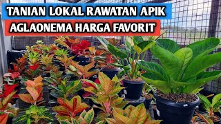 Tanian lokal rawatan apik, aglaonema harga favorit !!!