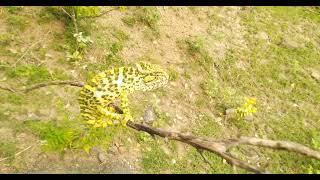 Chameleon 🦎 ( பச்சோந்தி ) Tamilnadu Forest