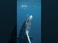 مشهد بديع  للحيتان    #whale #art #dolphin #music #wildlife #tiktok #animals #ocean  #shorts  #short