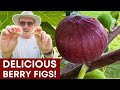 These Figs Are WAY Different!