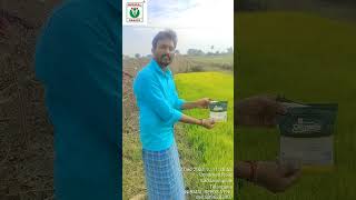 NIRMAL SEEDS RIZOMICA used paddy field