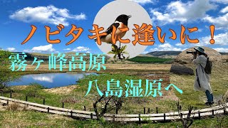 ノビタキに逢いたい！霧ケ峰高原の八島ヶ原湿原に行ってみよう！