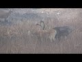 mating behavior of barasingha the hard ground swamp deer