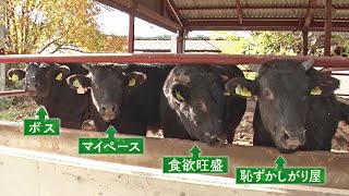 JA京都「京の肉」西川さん (亀岡市)｜KBS京都テレビ「あぐり京都」 2022年11月放送