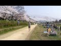 京都　桜散策　賀茂川　高野川