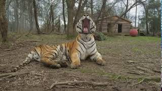 Caprichio's HUGE tiger yawn