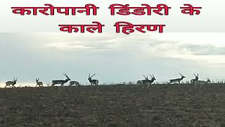 Black Deer Park Kropani  Dindori | कारोपानी  डिंडोरी के काले हिरण