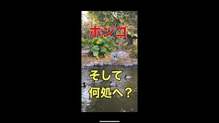 ボンゴ 水陸爆進、何処へ？