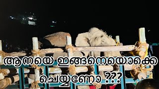 വയനാട്ടിൽ നാട്ടിലിറങ്ങിയ ആനയെ മയക്കുവെടി വെച്ച് ലോറിയിൽ കയറ്റുന്നു